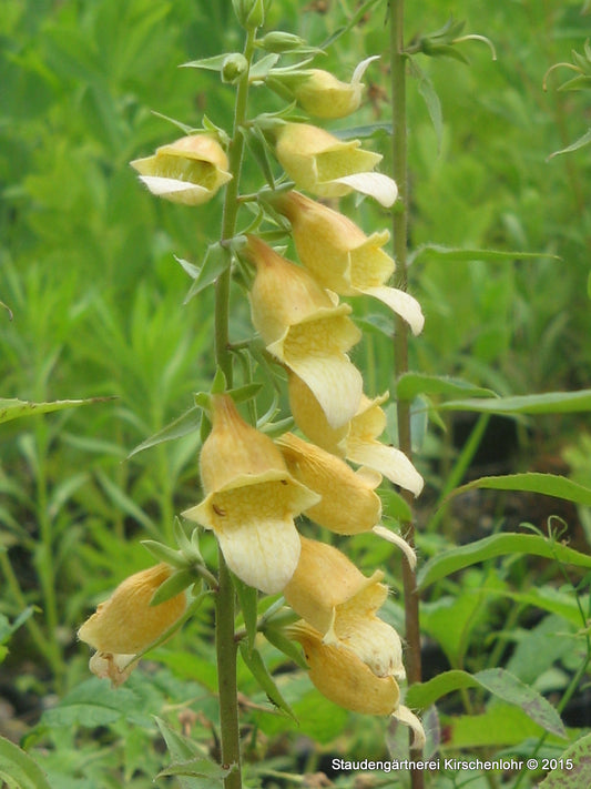 Digitalis 'Spice Island' ®