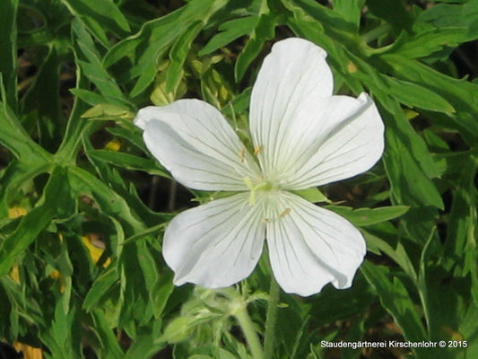 Geranium clarkei 'Kashmir Pink'