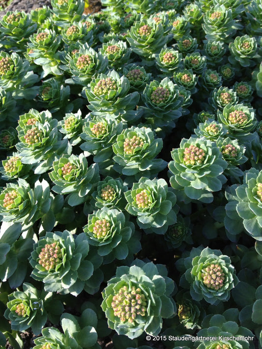 Rhodiola rosea