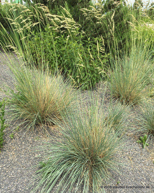 Helictotrichon sempervirens 'Saphirsprudel'