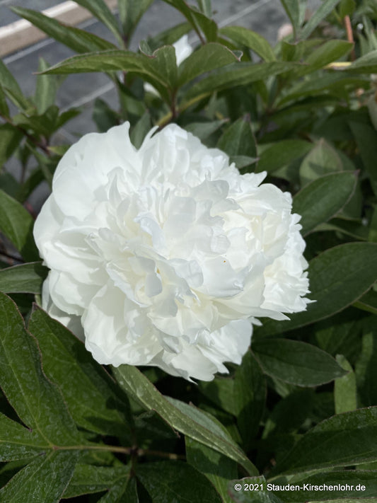 Paeonia 'Madame Claude Tain'