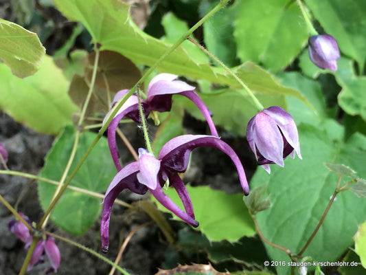 Epimedium acuminatum 'Night Mistress'