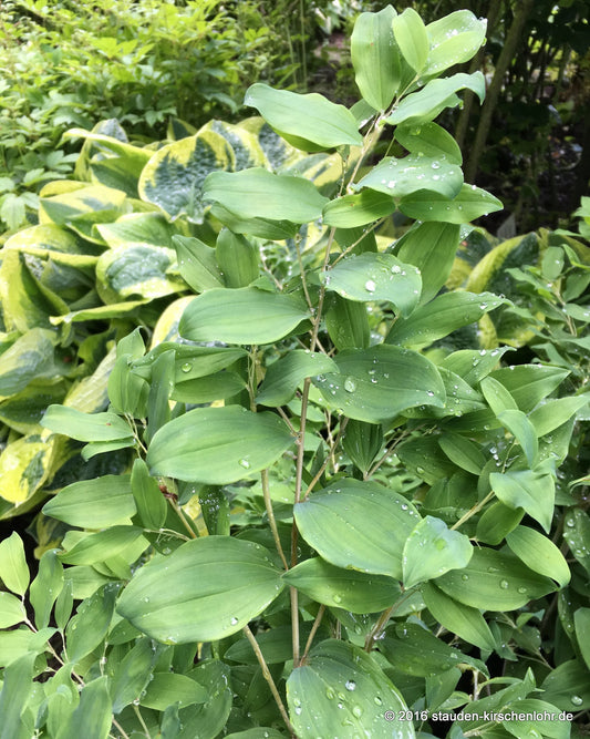 Polygonatum multiflorum f. ramosum