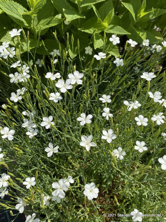 Dianthus deltoides 'Albus'