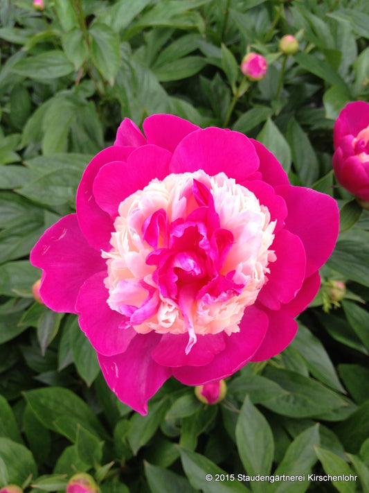 Paeonia 'Gay Paree'