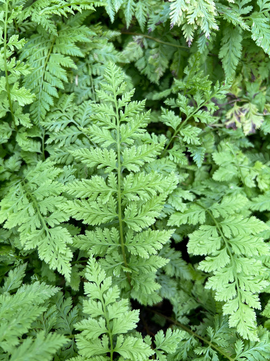 Athyrium filix-femina 'Vernoniae'
