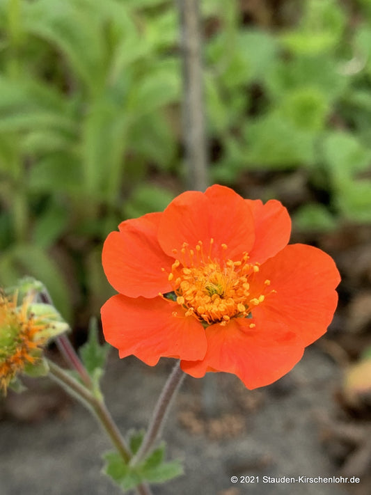 Geum x heldreichii 'Aurantiacum' ('Borisii' veg.)