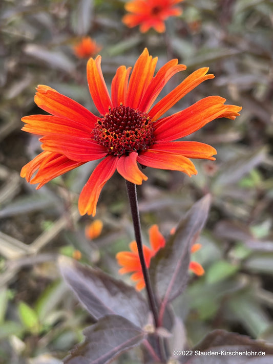 Heliopsis helianthoides 'Fire Twister' ®