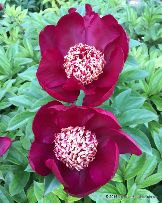 Paeonia 'Sword Dance'