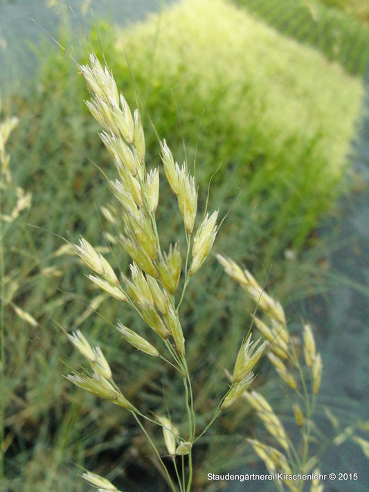 Helictotrichon sempervirens 'Saphirsprudel'