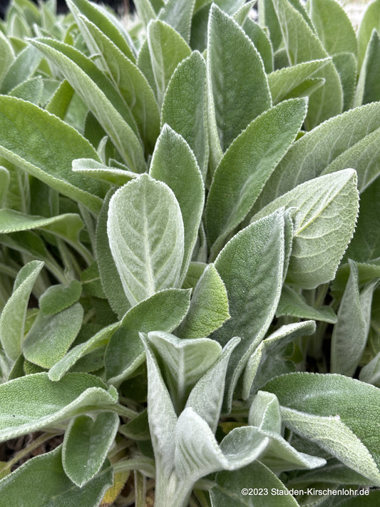 Stachys byzantina 'Big Ears'