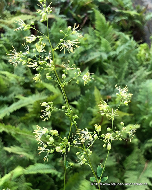 Thalictrum sp. Japon CB  NIS