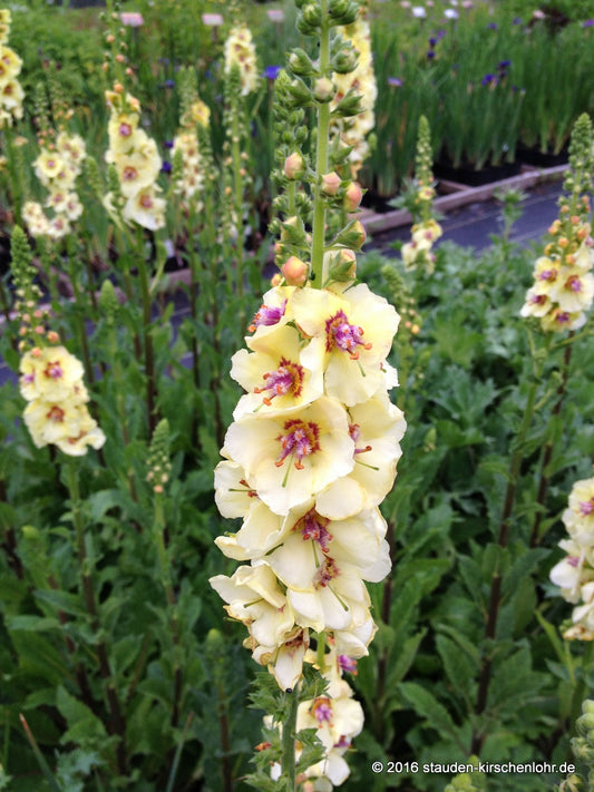 Verbascum 'Cotswold Queen'