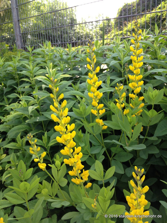 Baptisia sphaerocarpa