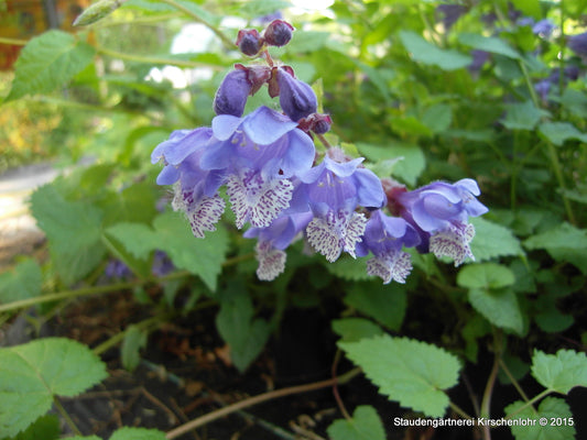 Meehania urticifolia 'Japanblau'