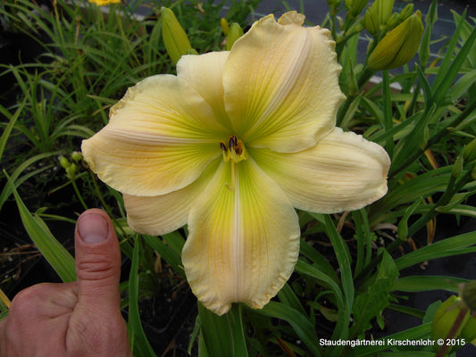 Hemerocallis 'White Stallion'   NIS