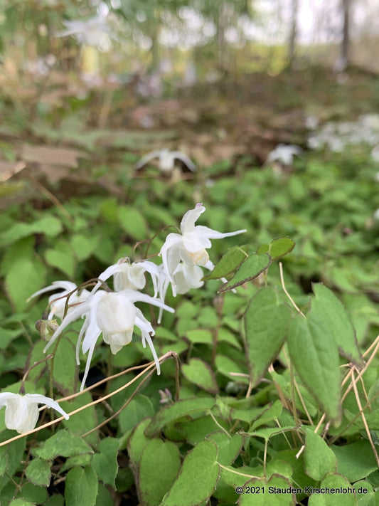 Epimedium grandiflorum var. higoense 'Bandit'