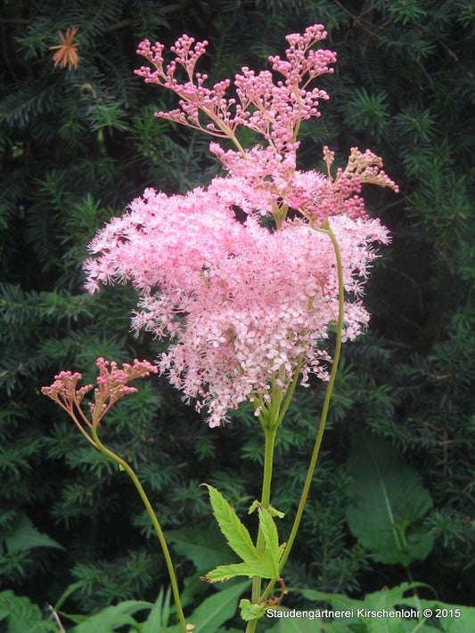 Filipendula rubra 'Venusta'