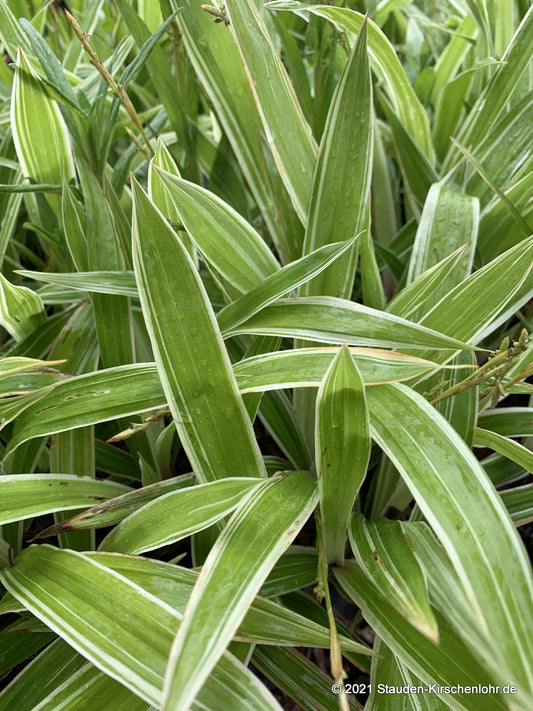 Carex siderosticta var. pilosa 'Variegata'