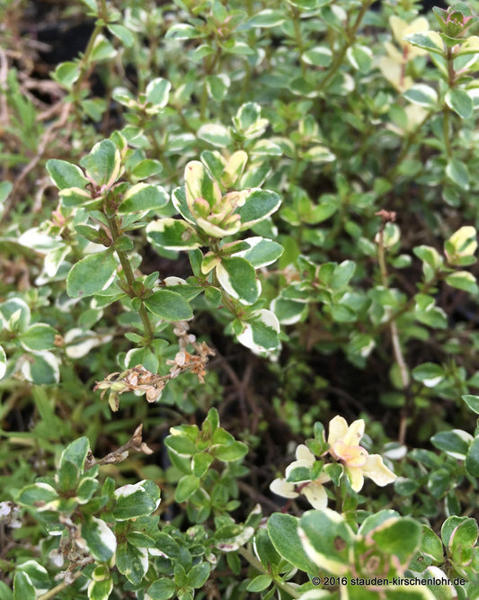 Thymus pulegioides 'Foxley'