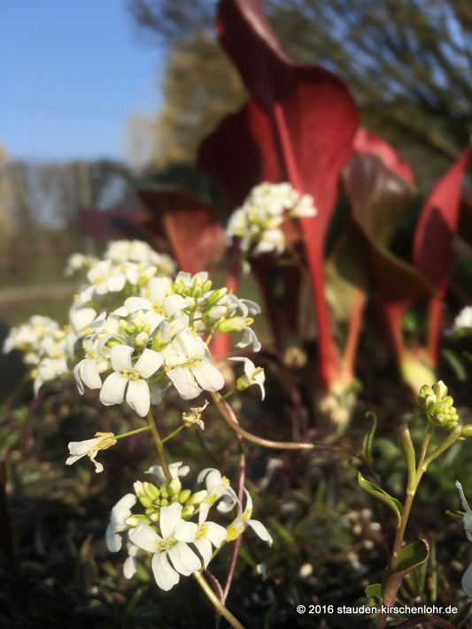 Arabis procurrens 'Neuschnee'