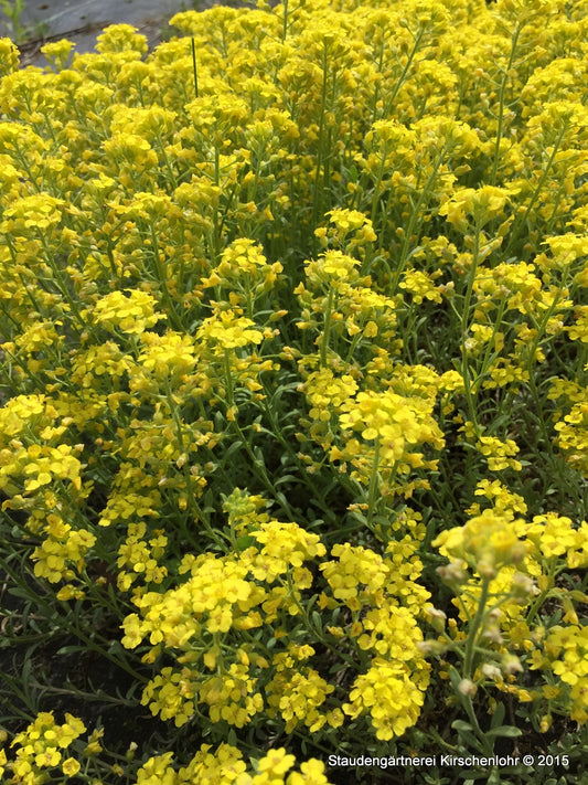 Alyssum montanum 'Berggold'