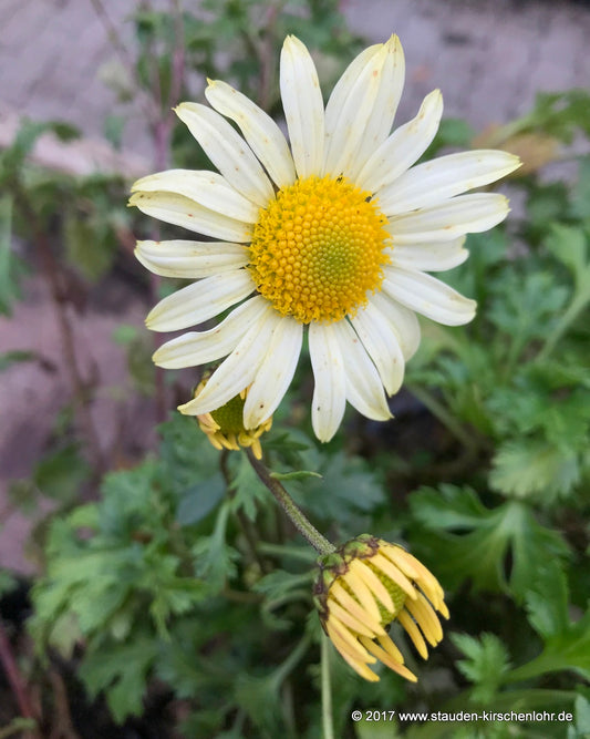 Arctanthemum arcticum 'Schwefelglanz'