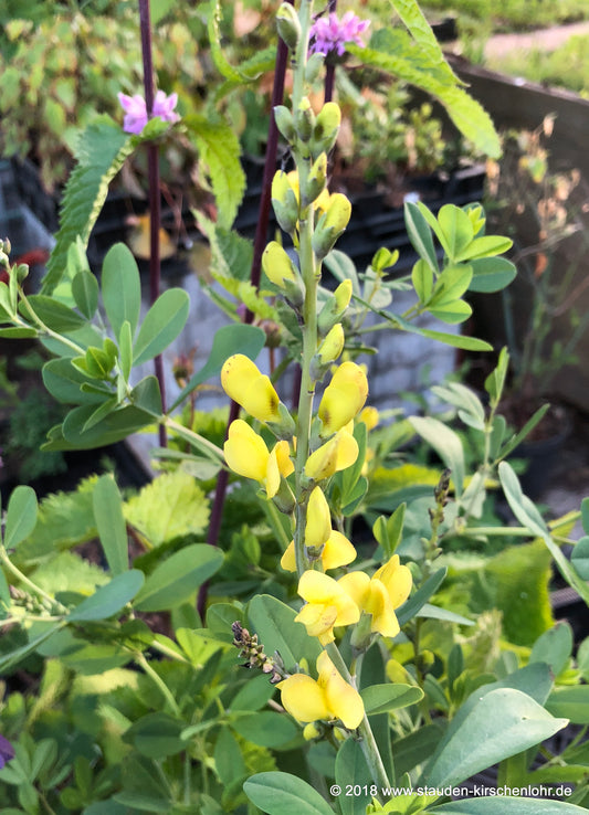 Baptisia 'Solar Flare' ®