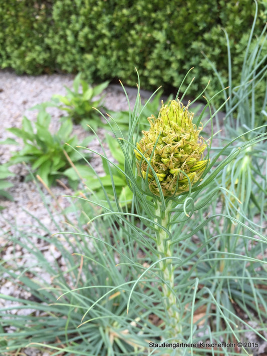 Asphodeline lutea