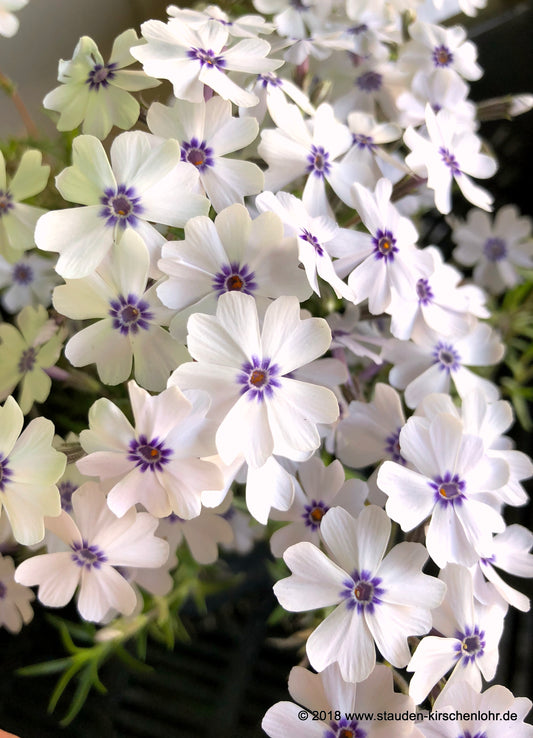 Phlox subulata 'Bavaria'