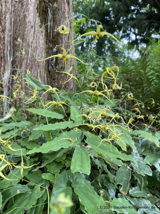 Epimedium 'The Giant' CC012063