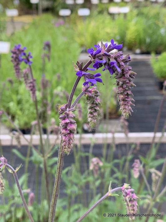 Salvia 'Saxdorf'