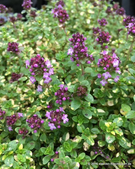 Thymus comosus 'Doone Valley'