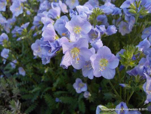 Polemonium reptans 'Northern Lights'