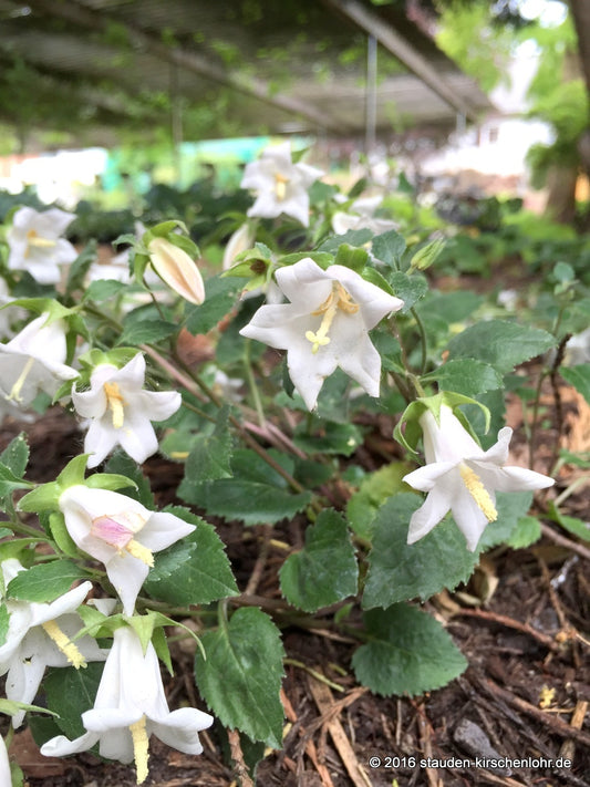 Campanula betulifolia