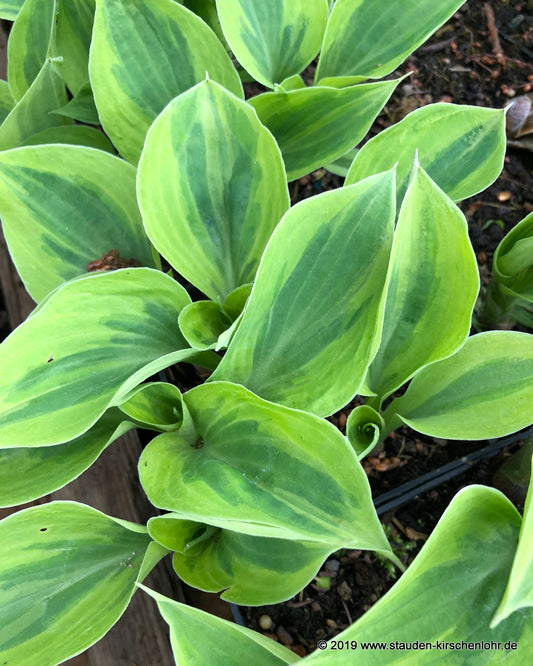 Hosta 'Pamela Lee'