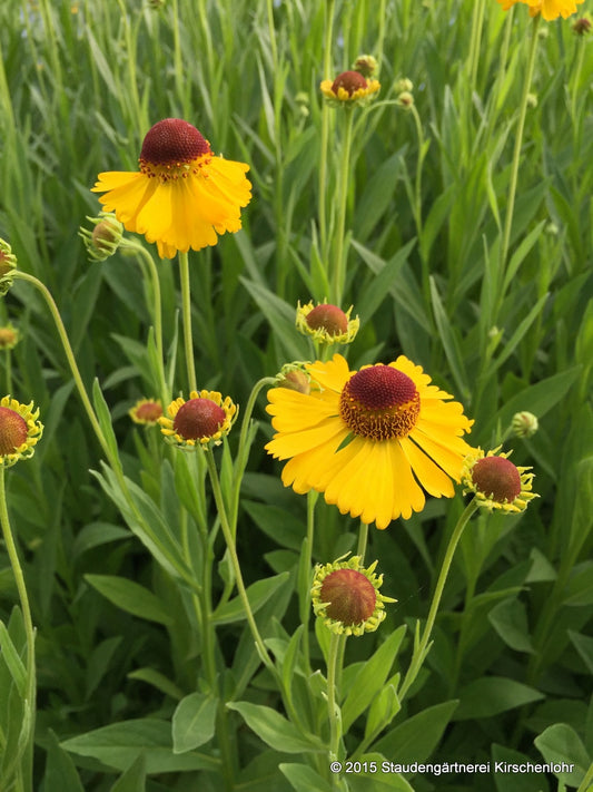 Helenium 'Wesergold'