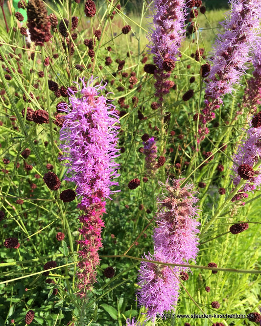 Liatris pycnostachya