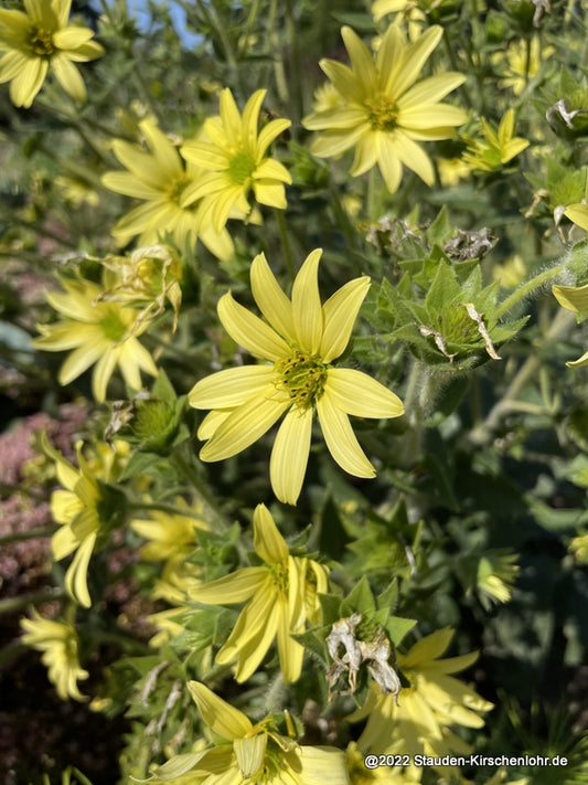 Silphium mohrii