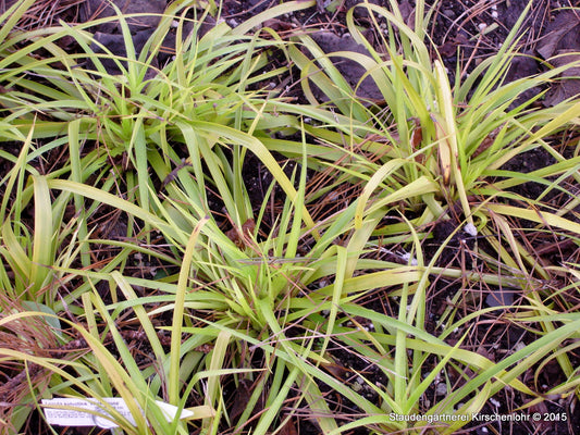 Luzula sylvatica 'Wintergold'