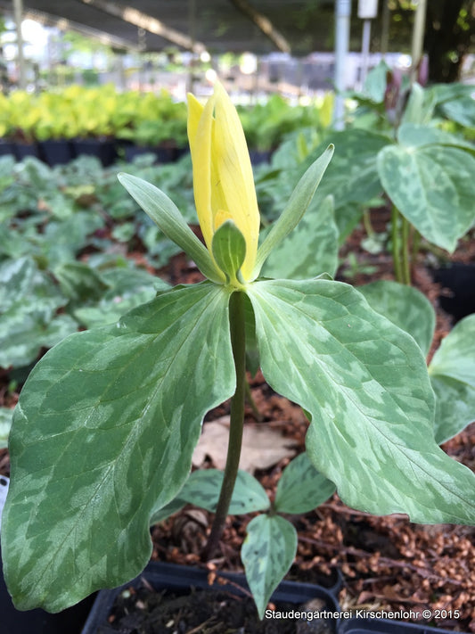 Trillium luteum