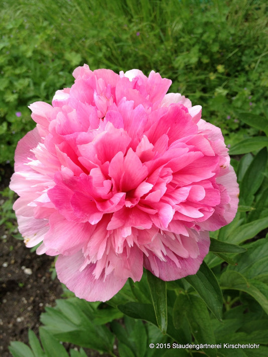 Paeonia officinalis 'Himmelrose'