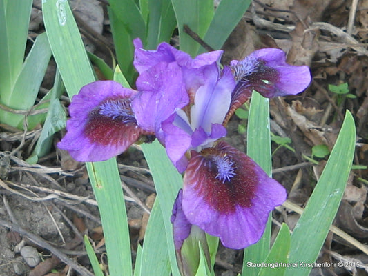 Iris barbata-nana 'Yoyo'
