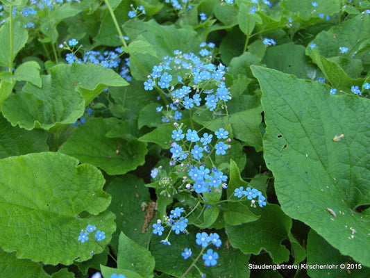 Brunnera sibirica