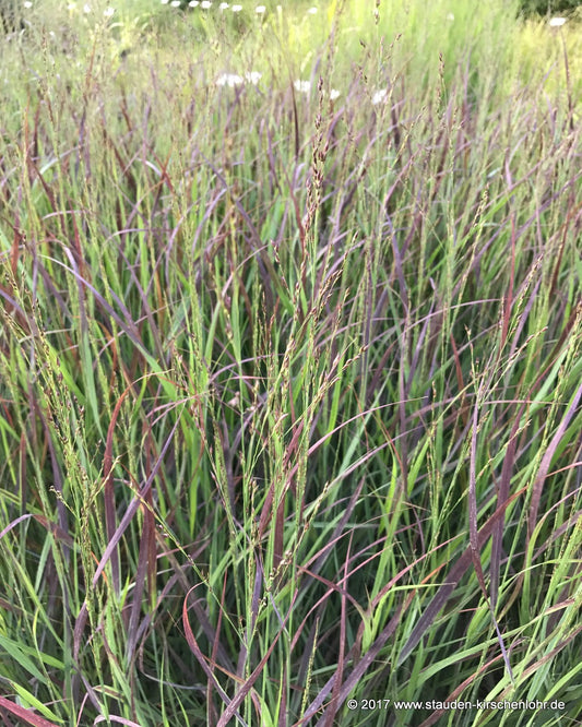 Panicum virgatum 'Cheyenne Sky' ®