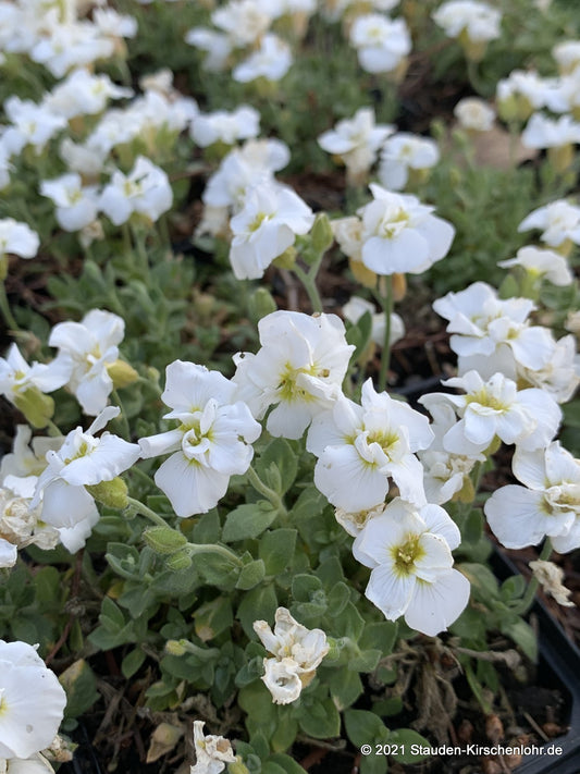 Aubrieta 'Winterberg'