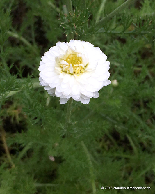 Chamaemelum nobile 'Plenum'