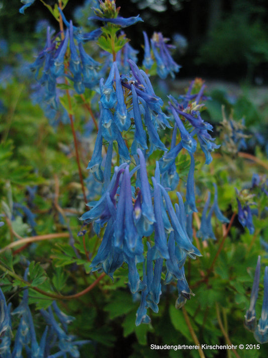 Corydalis flexuosa