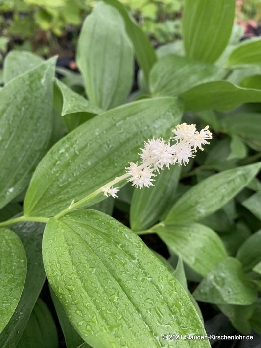 Maianthemum racemosum subsp. racemosum
