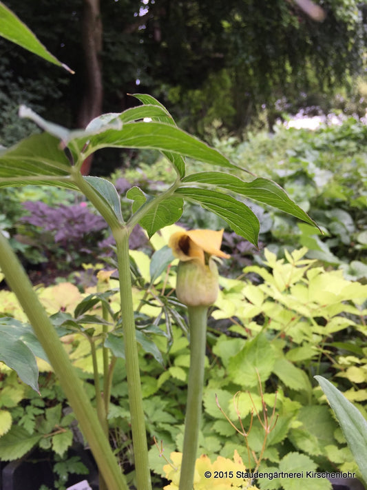 Arisaema flavum